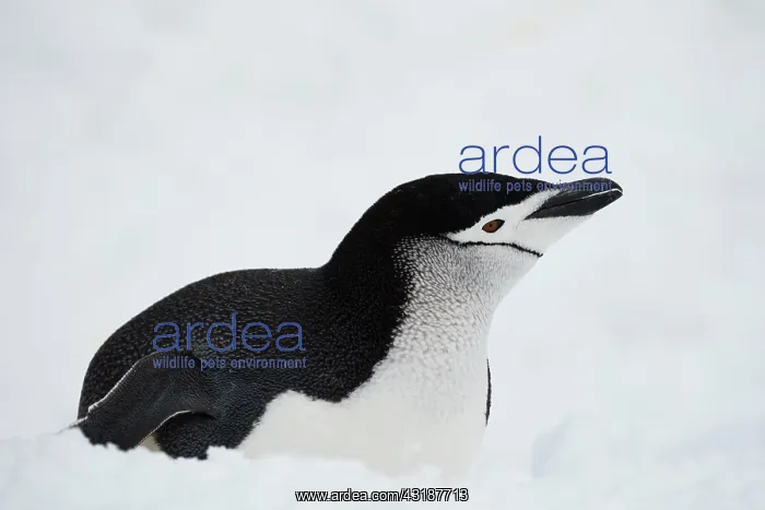 : Chinstrap penguin (Pygoscelis antarctica) in the : Chinstrap penguin (Pygoscelis antarctica) in the
