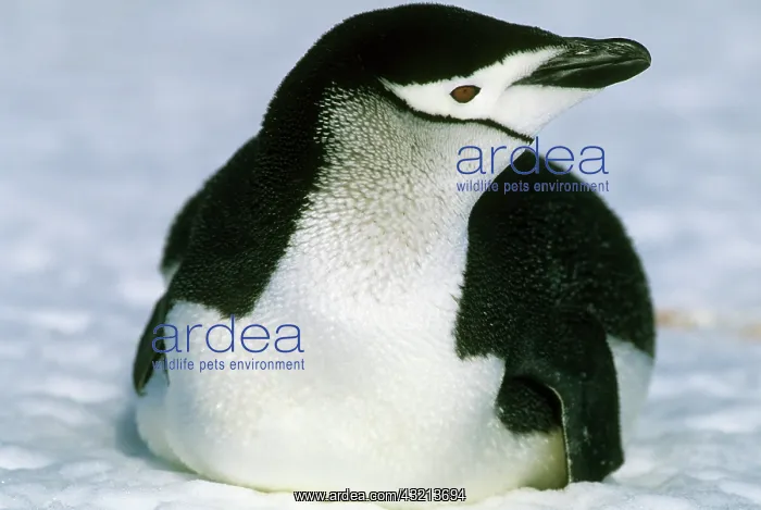 : Chinstrap Penguin, (Pygoscelis antarctica) : Chinstrap Penguin, (Pygoscelis antarctica)