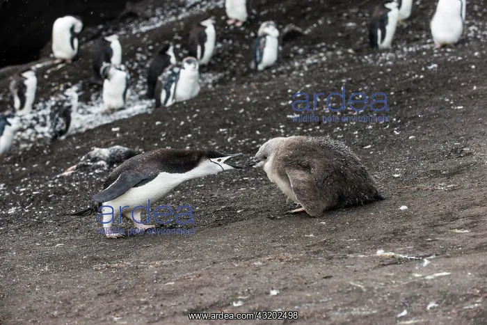 : Chinstrap Penguin (Pygoscelis antarctica) feeding : Chinstrap Penguin (Pygoscelis antarctica) feeding