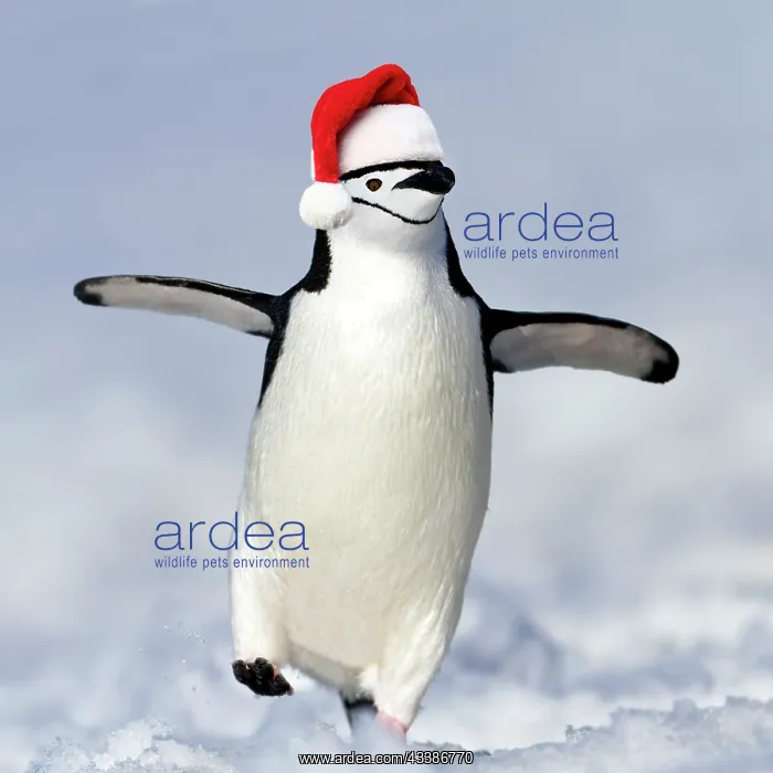 : Chinstrap Penguin ( Pygoscelis antarcticu) weari : Chinstrap Penguin ( Pygoscelis antarcticu) weari