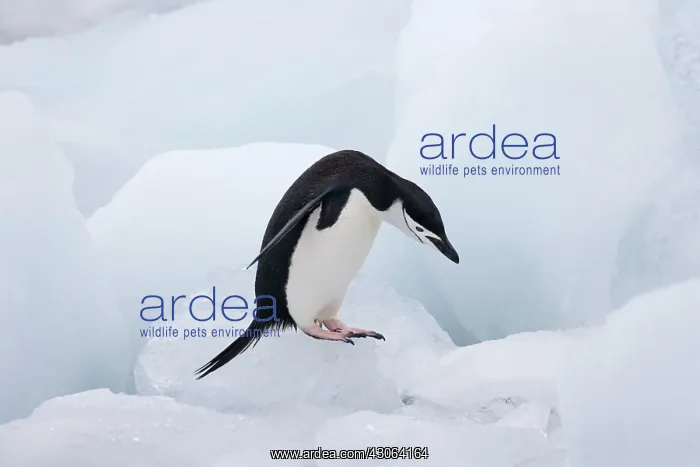 : Chinstrap Penguin (Pygoscelis antarcticus) : Chinstrap Penguin (Pygoscelis antarcticus)