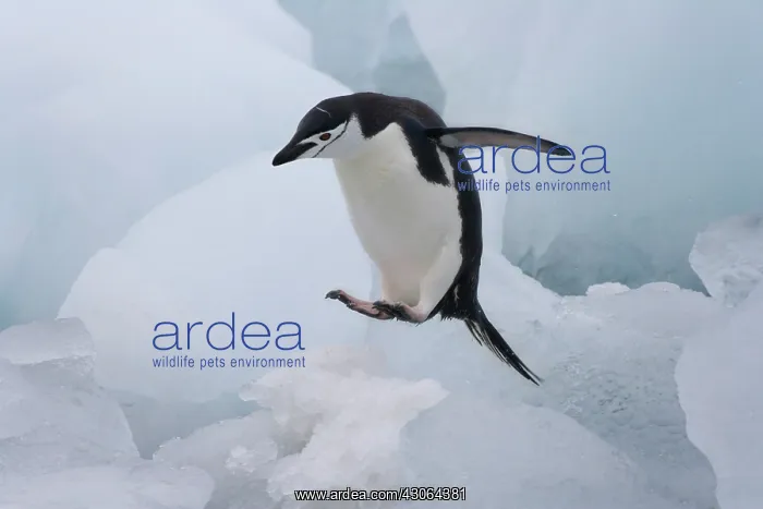 : Chinstrap Penguin (Pygoscelis antarcticus) : Chinstrap Penguin (Pygoscelis antarcticus)