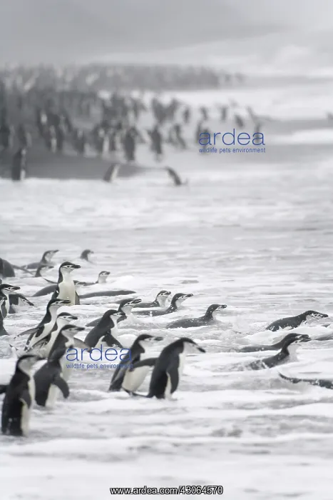 : Chinstrap Penguin (Pygoscelis antarcticus)