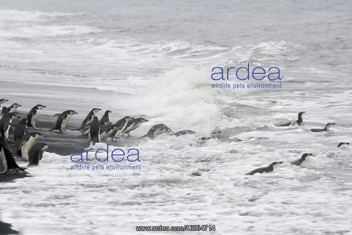 : Chinstrap Penguin (Pygoscelis antarcticus) : Chinstrap Penguin (Pygoscelis antarcticus)
