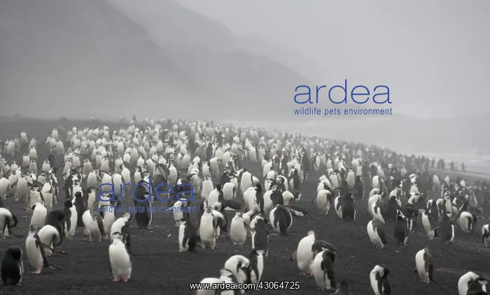 : Chinstrap Penguin (Pygoscelis antarcticus) : Chinstrap Penguin (Pygoscelis antarcticus)