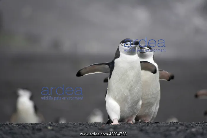 : Chinstrap Penguin (Pygoscelis antarcticus) : Chinstrap Penguin (Pygoscelis antarcticus)