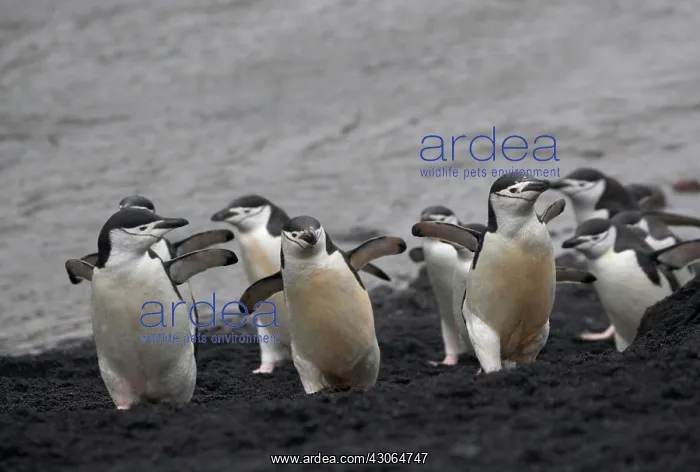 : Chinstrap Penguin (Pygoscelis antarcticus) : Chinstrap Penguin (Pygoscelis antarcticus)