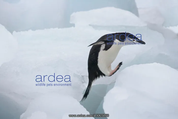 : Chinstrap Penguin (Pygoscelis antarcticus) : Chinstrap Penguin (Pygoscelis antarcticus)