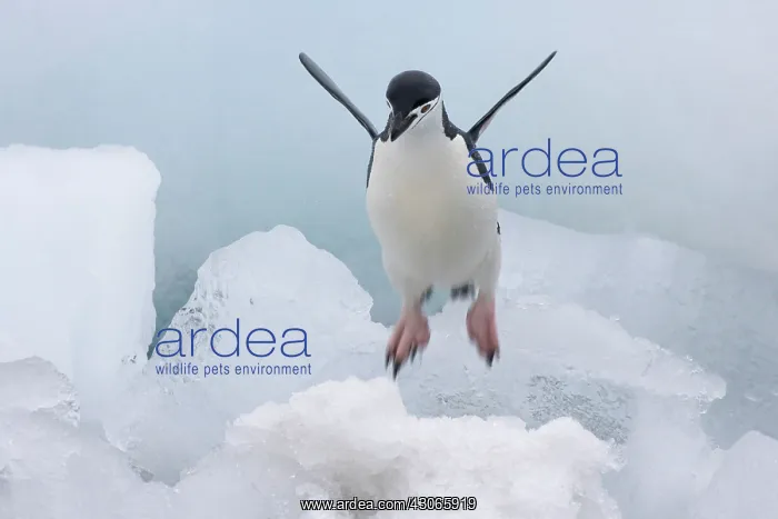 : Chinstrap Penguin (Pygoscelis antarcticus) : Chinstrap Penguin (Pygoscelis antarcticus)