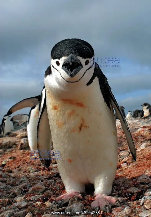: Chinstrap penguin (Pygoscelis antarcticus). Antarctic : Chinstrap penguin (Pygoscelis antarcticus). Antarctic