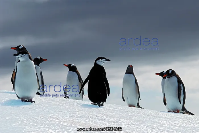 : Chinstrap penguin (Pygoscelis antarcticus) and Gentoo : Chinstrap penguin (Pygoscelis antarcticus) and Gentoo