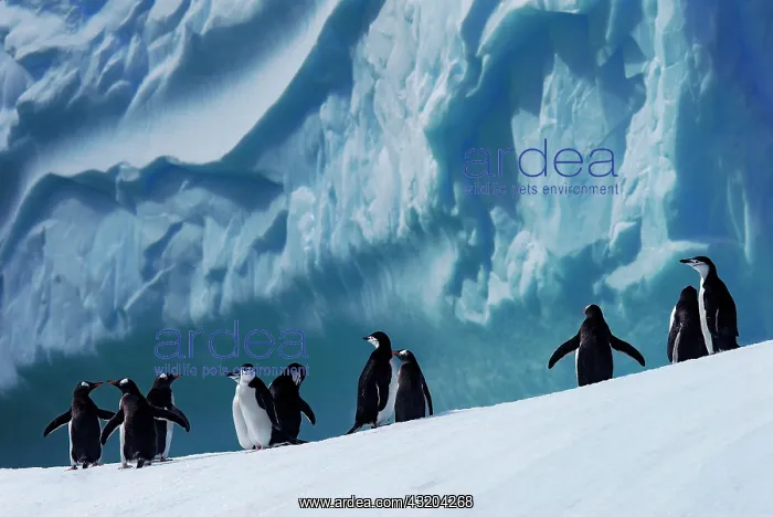 : Chinstrap penguin (Pygoscelis antarcticus) and Gentoo : Chinstrap penguin (Pygoscelis antarcticus) and Gentoo