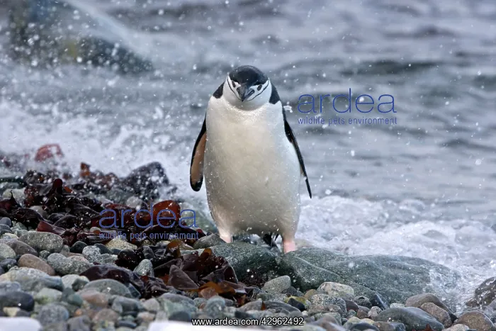 : Chinstrap Penguin - Ronge island - Antarctic : Chinstrap Penguin - Ronge island - Antarctic