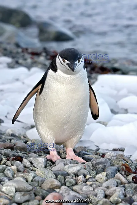 : Chinstrap Penguin - Ronge island - Antarctic : Chinstrap Penguin - Ronge island - Antarctic