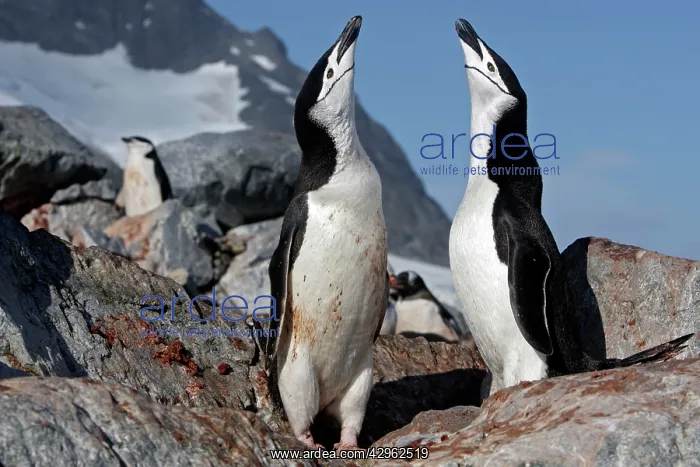 : Chinstrap Penguin - Ronge island - Antarctic : Chinstrap Penguin - Ronge island - Antarctic
