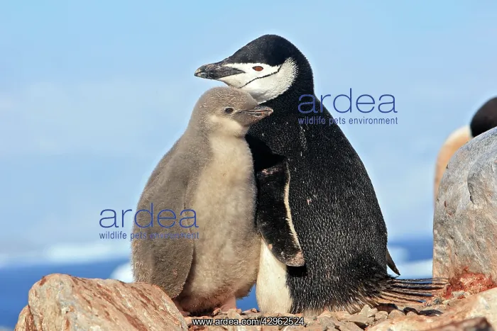 : Chinstrap Penguin - Ronge island - Antarctic : Chinstrap Penguin - Ronge island - Antarctic