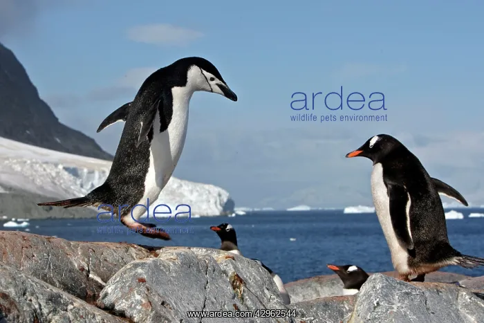  : Chinstrap Penguin - Ronge island - Antarctic