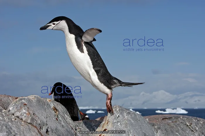 : Chinstrap Penguin - Ronge island - Antarctic : Chinstrap Penguin - Ronge island - Antarctic