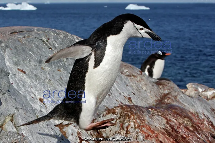 : Chinstrap Penguin - Ronge island - Antarctic : Chinstrap Penguin - Ronge island - Antarctic