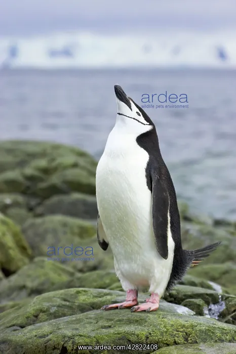 : Chinstrap Penguin - Skypointing : Chinstrap Penguin - Skypointing