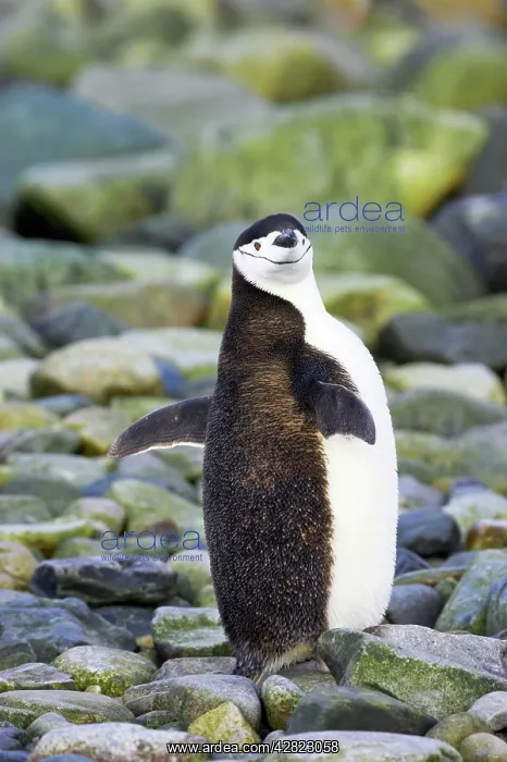 : Chinstrap Penguin - Stretching Wings : Chinstrap Penguin - Stretching Wings
