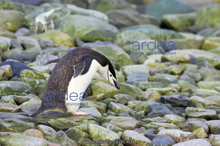 : Chinstrap Penguin - Walking : Chinstrap Penguin - Walking