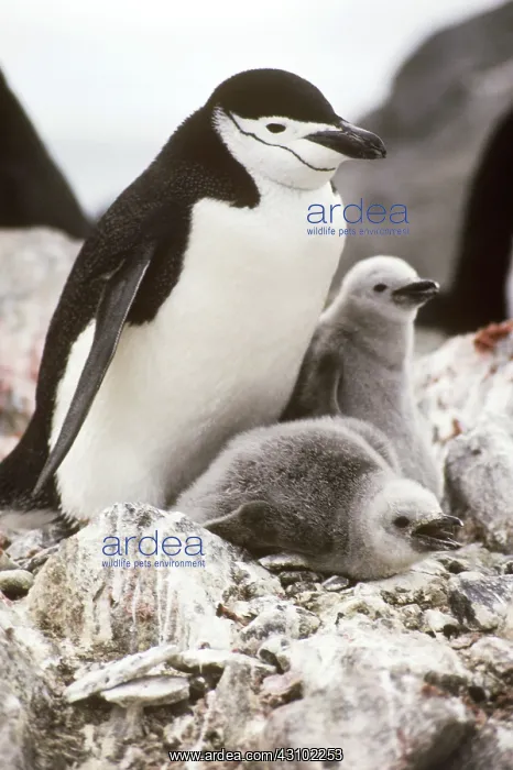 : Chinstrap Penguin with young : Chinstrap Penguin with young