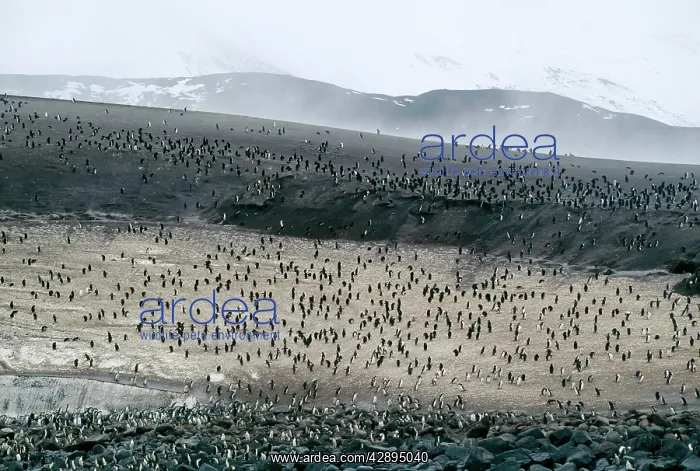 : Chinstrap Penguins : Chinstrap Penguins