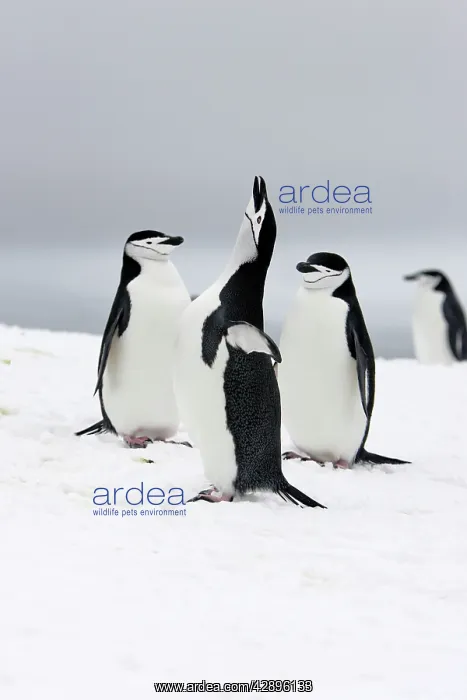 : Chinstrap Penguins : Chinstrap Penguins
