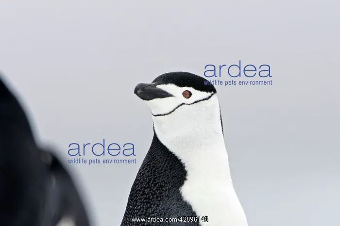 : Chinstrap Penguins : Chinstrap Penguins