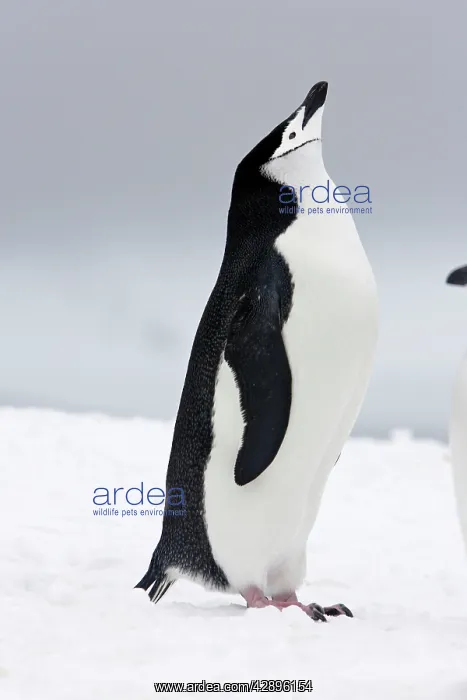  : Chinstrap Penguins
