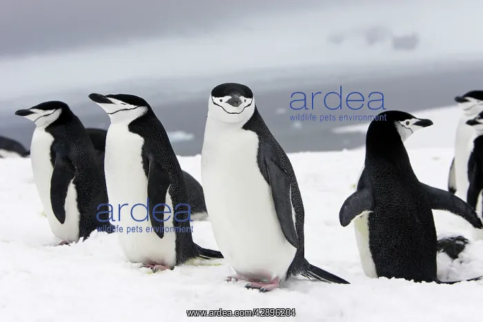  : Chinstrap Penguins