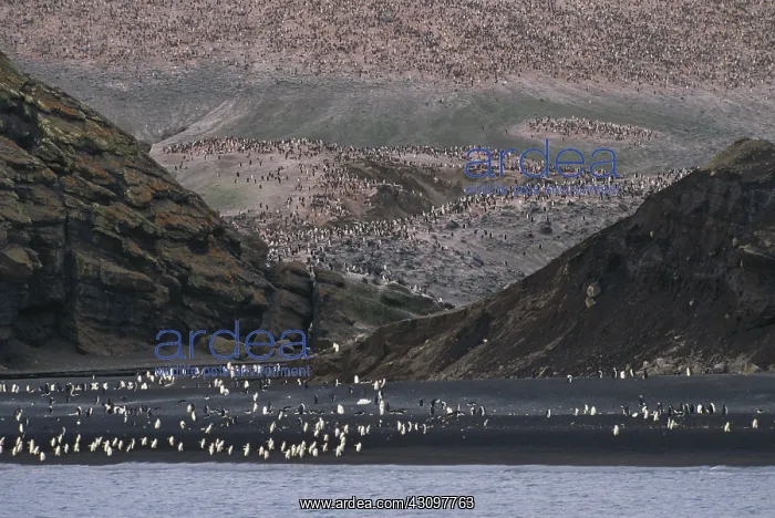 : Chinstrap Penguins : Chinstrap Penguins