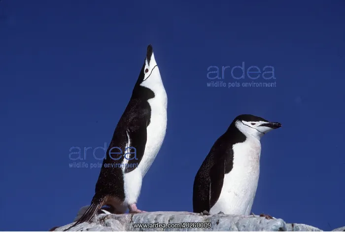 : CHINSTRAP PENGUINS - two calling : CHINSTRAP PENGUINS - two calling