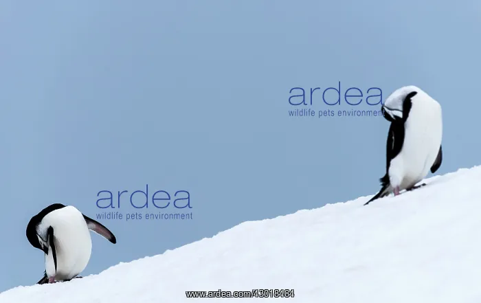  : Chinstrap Penguins grooming