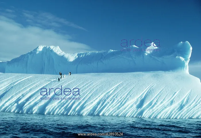 : CHINSTRAP PENGUINS - group, on iceberg : CHINSTRAP PENGUINS - group, on iceberg