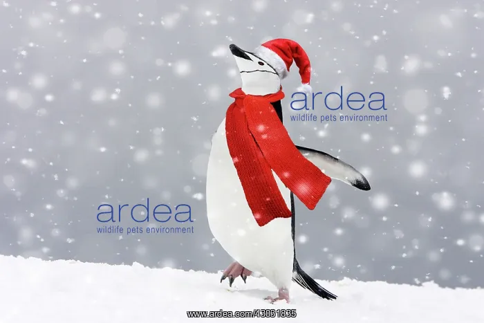 : Chinstrap Penguins. Half Moon Island - Antarctic Peninsula : Chinstrap Penguins. Half Moon Island - Antarctic Peninsula