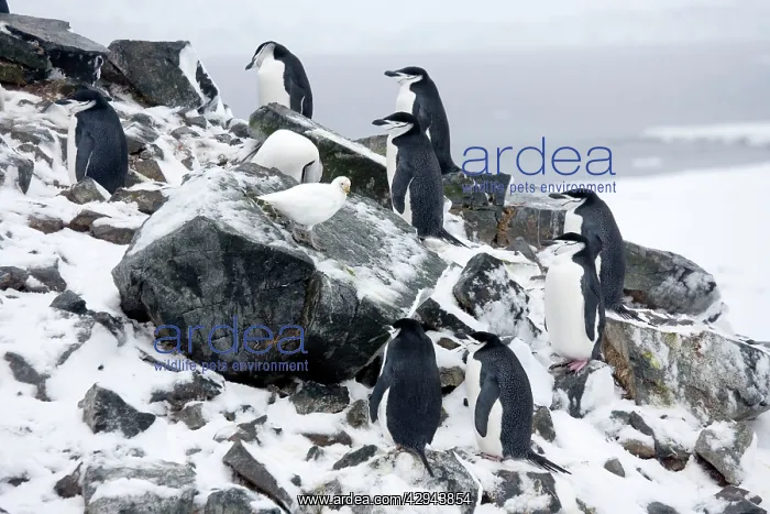 : Chinstrap Penguins - On Half Moon Island just arrived : Chinstrap Penguins - On Half Moon Island just arrived