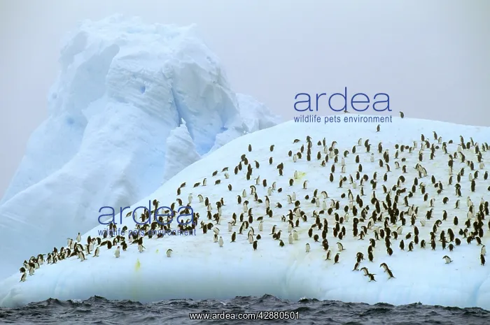 : Chinstrap Penguins - On iceberg : Chinstrap Penguins - On iceberg