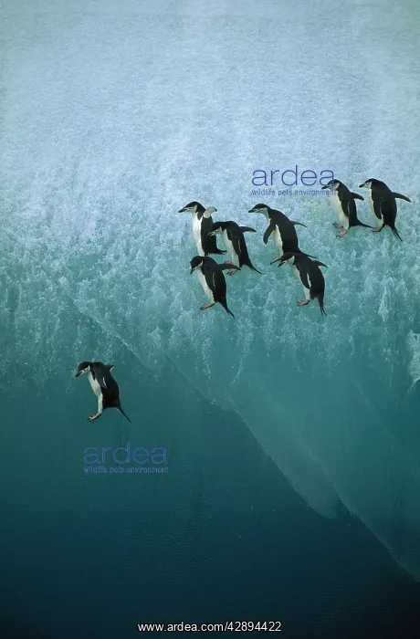 : CHINSTRAP PENGUINS - jumping off blue ice : CHINSTRAP PENGUINS - jumping off blue ice