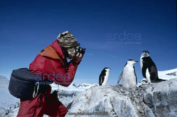 : CHINSTRAP PENGUINS - being photographed : CHINSTRAP PENGUINS - being photographed