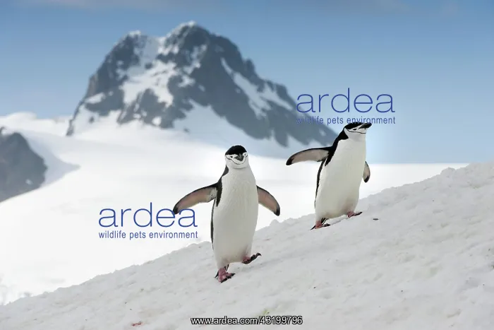 : Chinstrap Penguins (Pygoscelis antarctica), walking : Chinstrap Penguins (Pygoscelis antarctica), walking