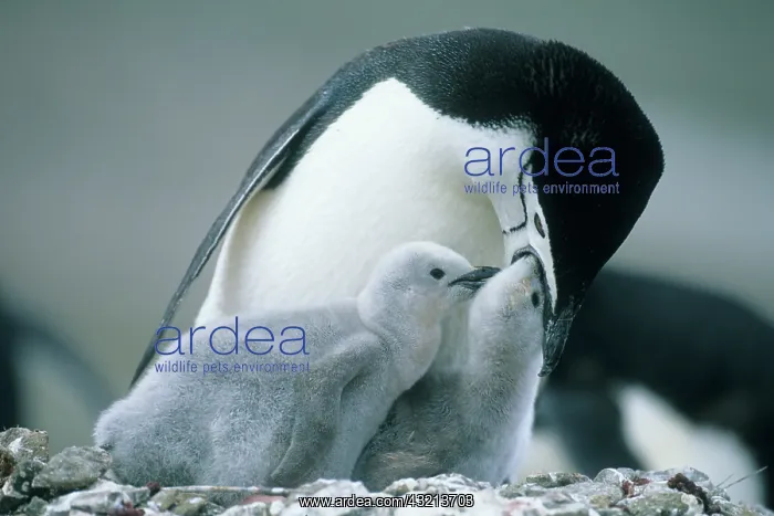 : Chinstrap Penguins, (Pygoscelis antarctica) : Chinstrap Penguins, (Pygoscelis antarctica)