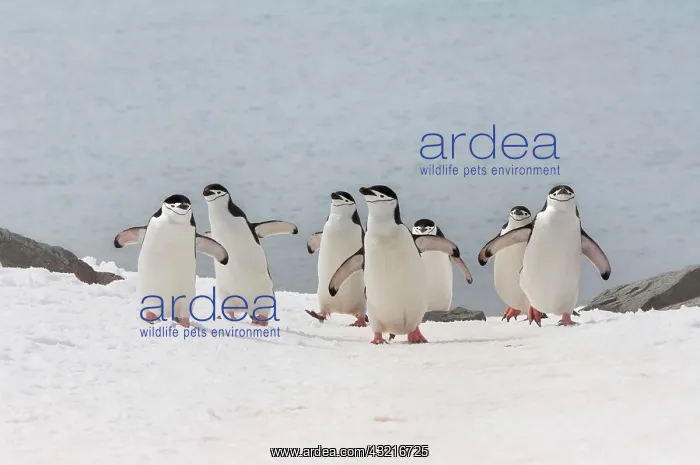 : Chinstrap penguins (Pygoscelis antarctica) walking : Chinstrap penguins (Pygoscelis antarctica) walking