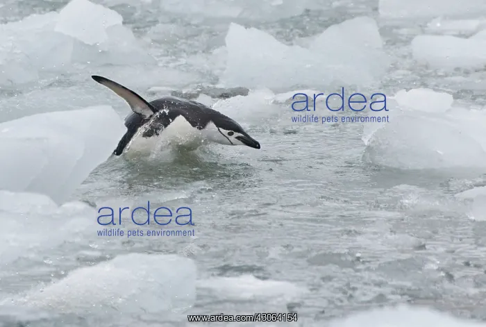 : Chinstrap Penguins (Pygoscelis antarcticus) : Chinstrap Penguins (Pygoscelis antarcticus)