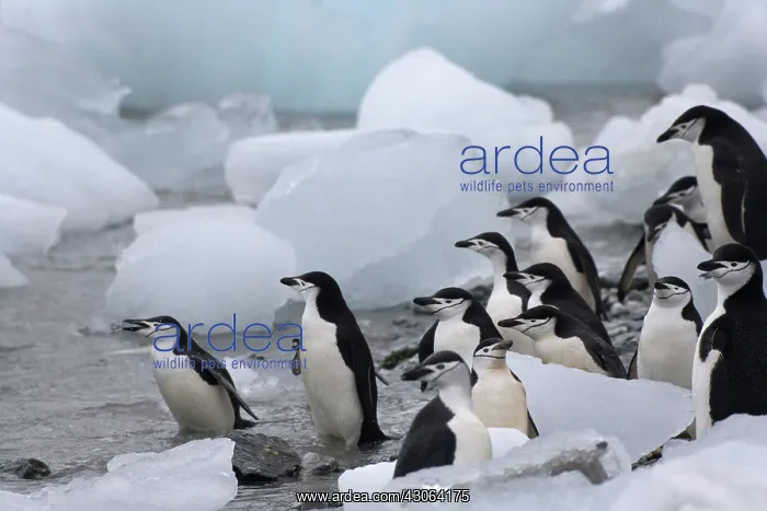 : Chinstrap Penguins (Pygoscelis antarcticus) : Chinstrap Penguins (Pygoscelis antarcticus)