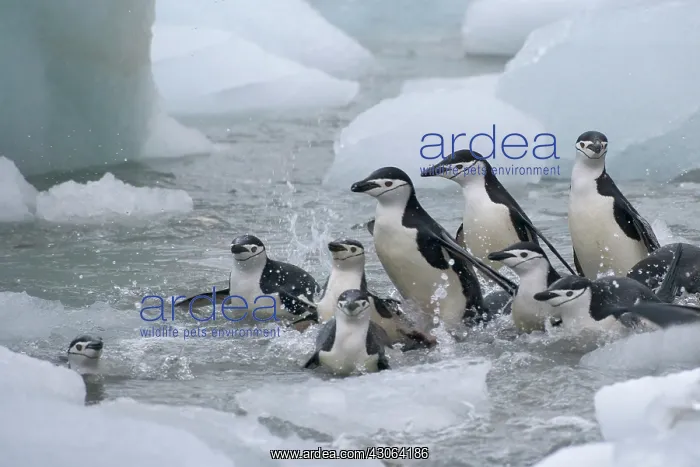 : Chinstrap Penguins (Pygoscelis antarcticus) : Chinstrap Penguins (Pygoscelis antarcticus)