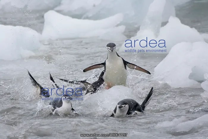 : Chinstrap Penguins (Pygoscelis antarcticus) : Chinstrap Penguins (Pygoscelis antarcticus)