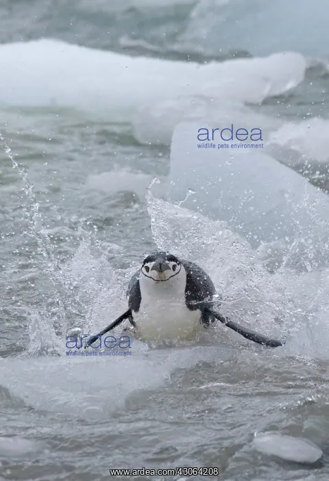 : Chinstrap Penguins (Pygoscelis antarcticus) : Chinstrap Penguins (Pygoscelis antarcticus)