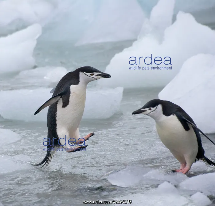  : Chinstrap Penguins (Pygoscelis antarcticus)